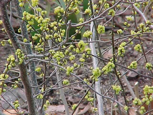 Lindera benzoin.jpg